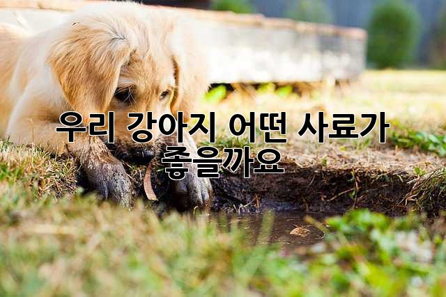우리 강아지, 어떤 사료가 좋을까요?🐶