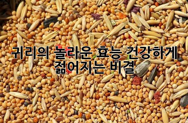 귀리의 놀라운 효능, 건강하게 젊어지는 비결!